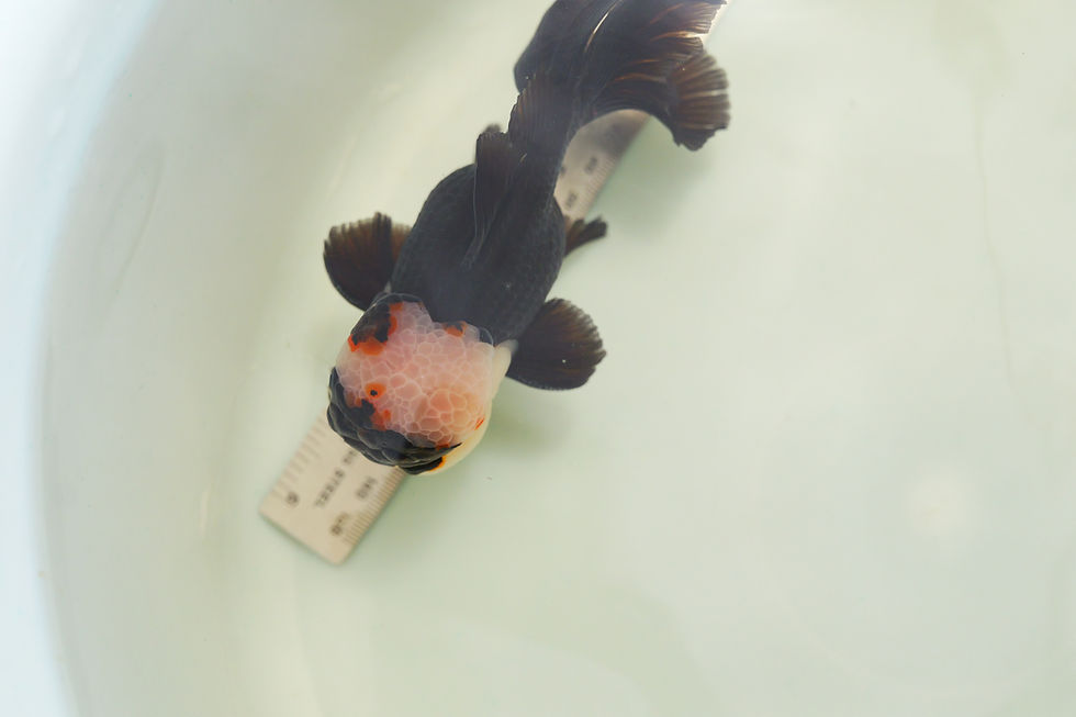 Thumbnail: high quality long tail panda Oranda-Never loses balance