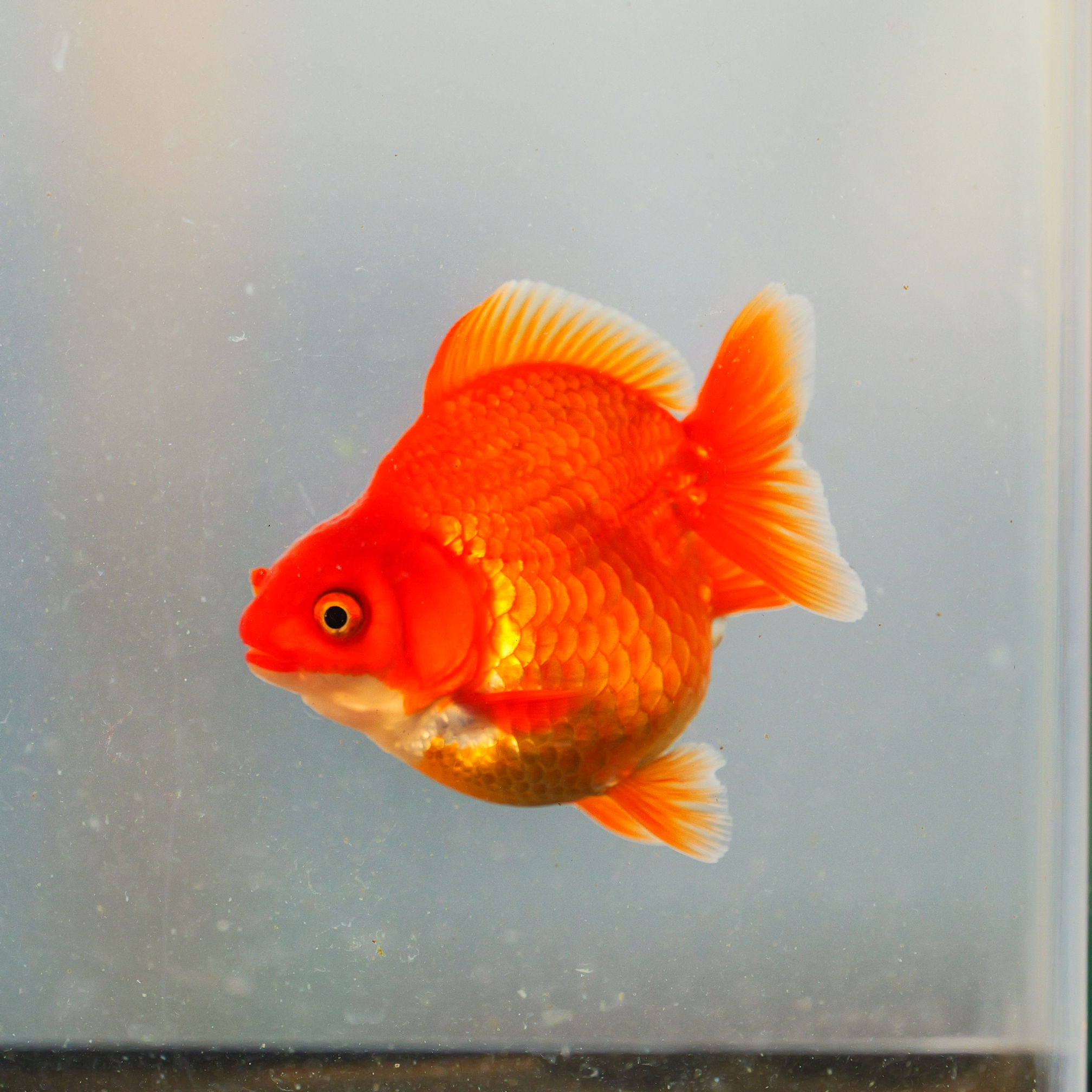 high quality yuanbao juvenile ryukin-red