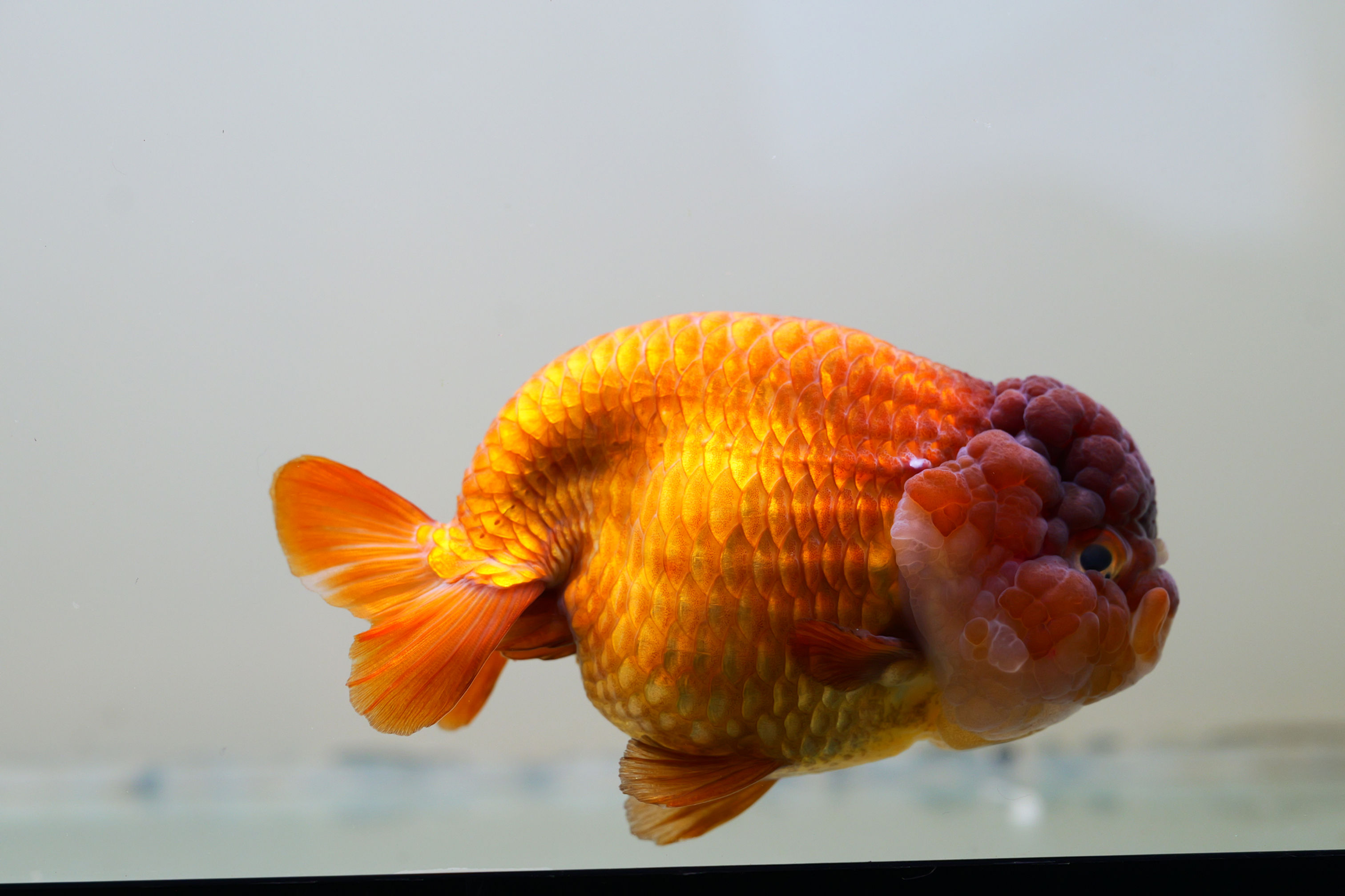 super wen yuanbao ranchu- purple
