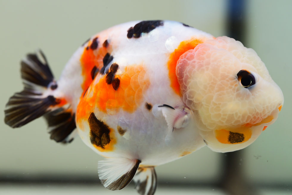 Thumbnail: juvenile milk cow yuanbao ranchu