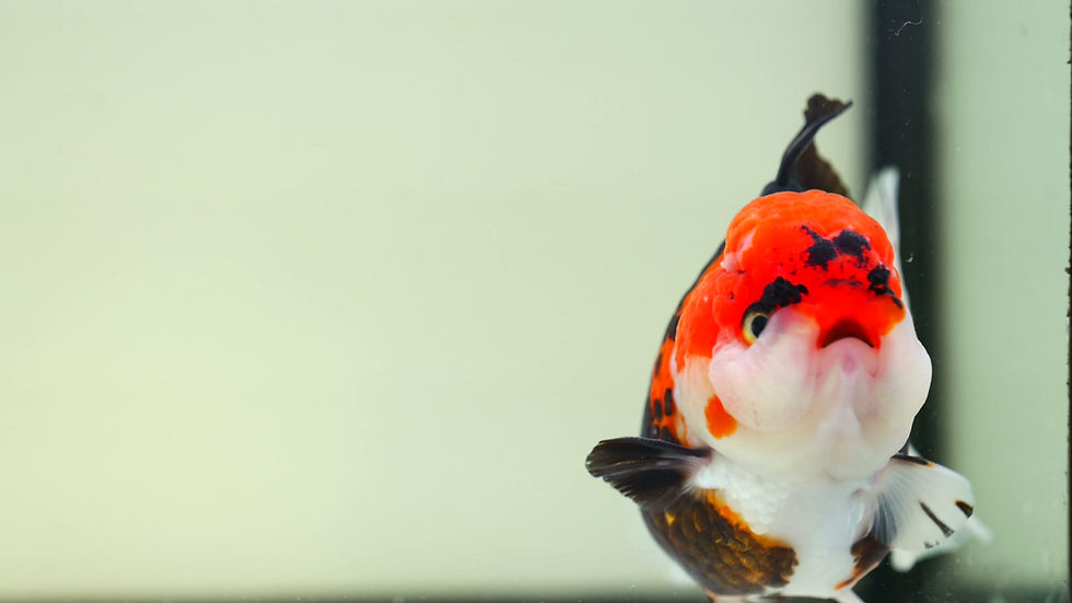 Thumbnail: high quality tricolor yuanbao oranda