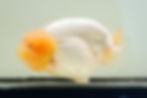 Thumbnail: jumbo high quality yuanbao ranchu-baby face, mini tail