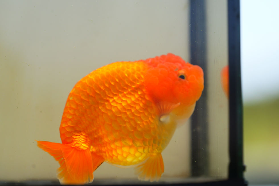 Thumbnail: jumbo yuanbao ranchu-red