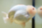 Thumbnail: huge high quality yuanbao ranchu