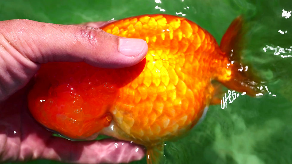 Thumbnail: show grade dragon scales - huge head yuanbao