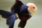 Thumbnail: high quality Rose tail panda Oranda
