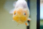 Thumbnail: jumbo high qualityyuanbao ranchu
