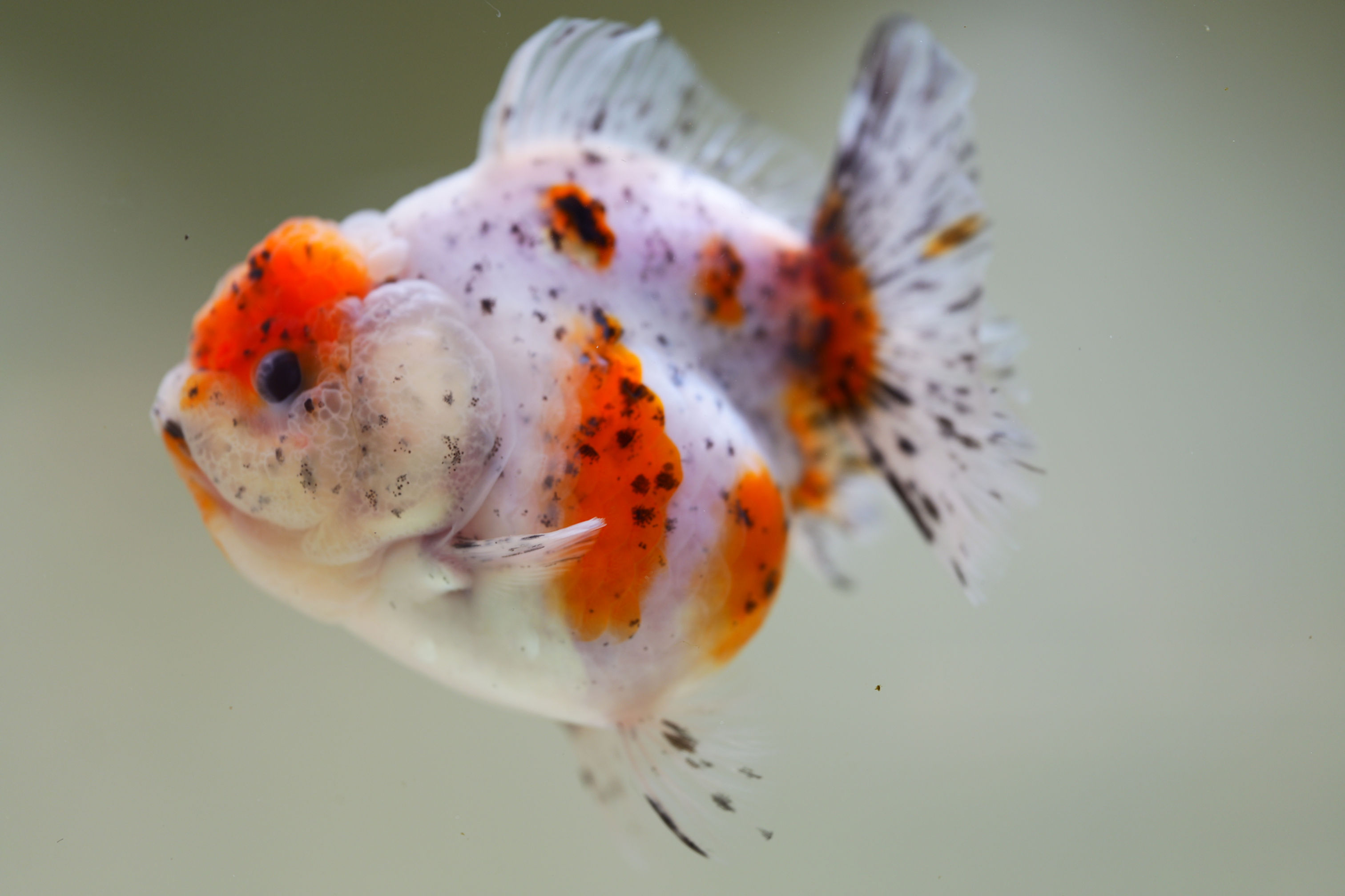 high quality shogun F2 oranda-calico
