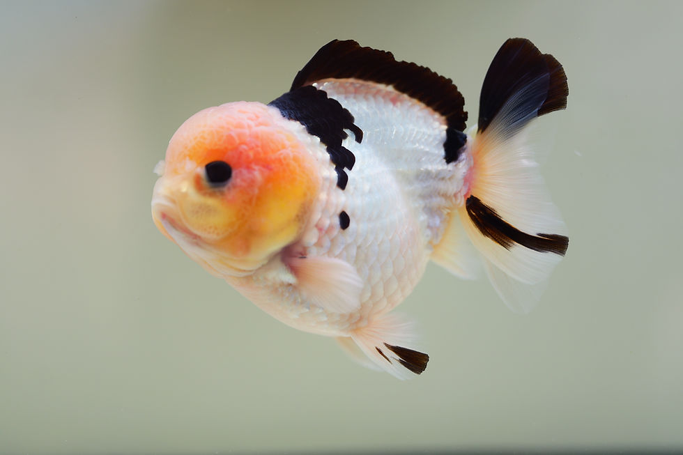 Thumbnail: high quality yuanbao oranda- panda