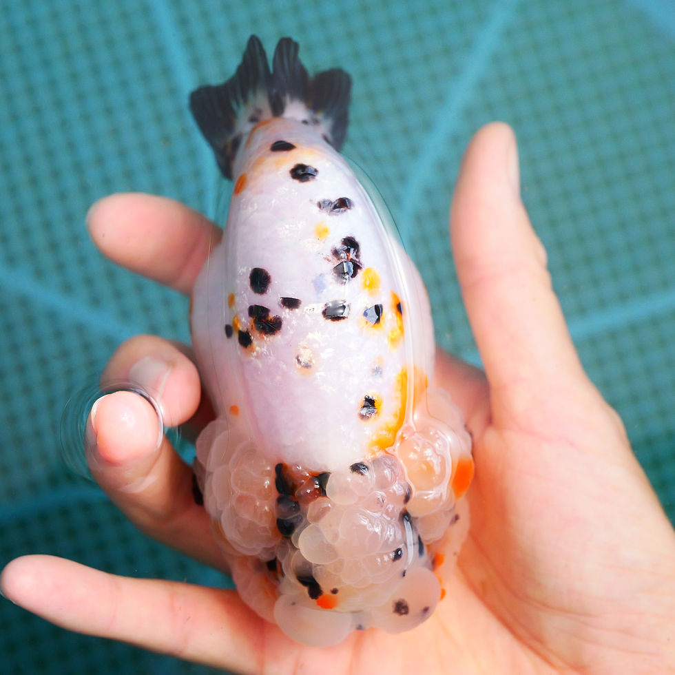 Thumbnail: parent grade super head Milkcow yuanbao