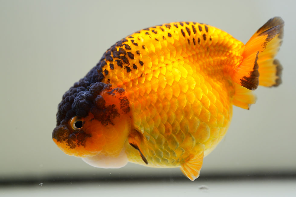 Thumbnail: jumbo high apache  yuanbao ranchu