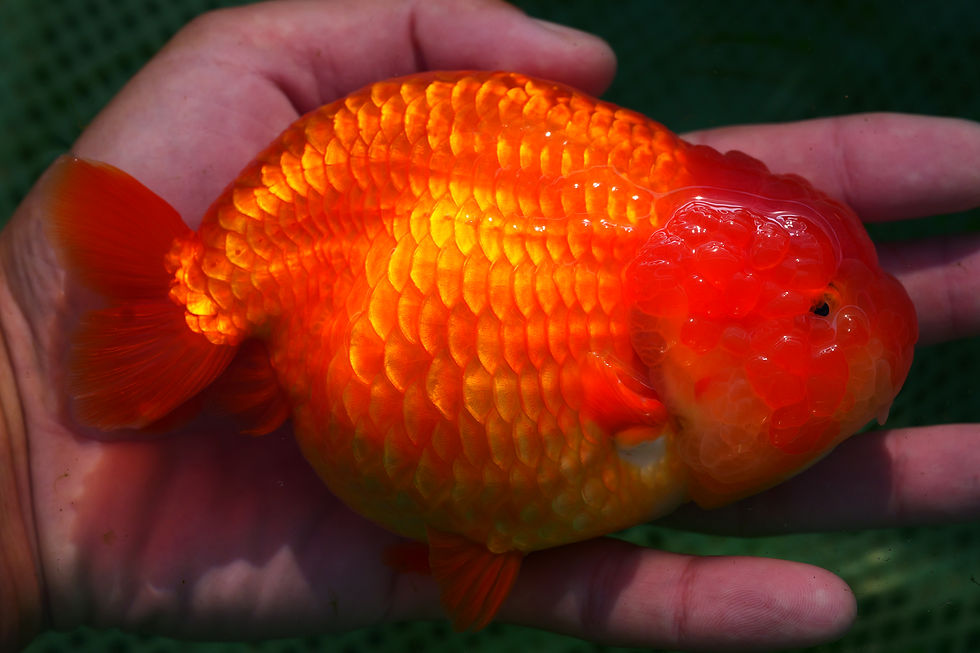 Thumbnail: show grade lionhead yuanbao