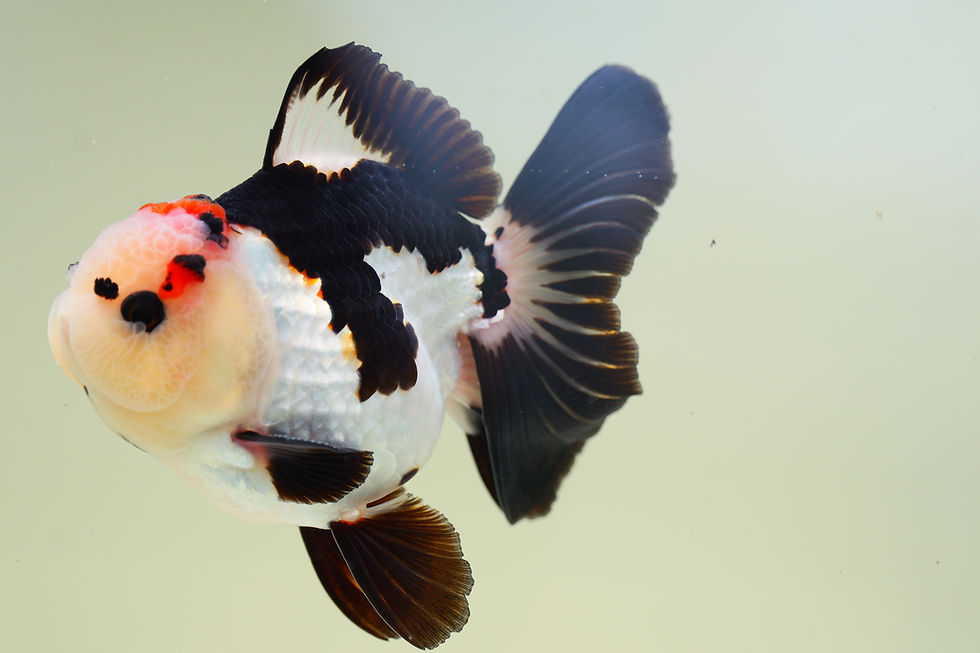 Thumbnail: high quality tricolor Oranda-rose tail