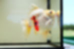 Thumbnail: huge short tail ryukin