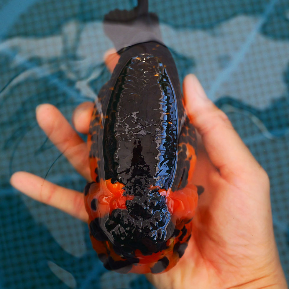 Thumbnail: jumbo high quality yuanbao- rare black gold