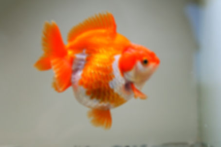 high quality juvenile round body ryukin-red white