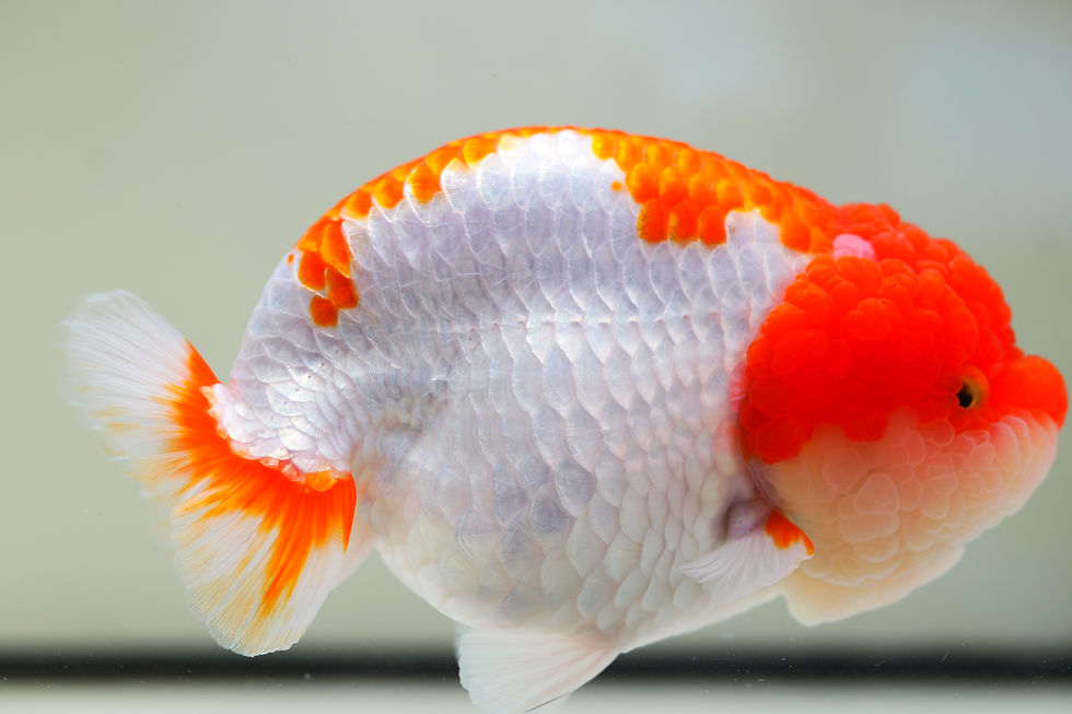 Thumbnail: jumbo high quality yuanbao ranchu-super wen red head