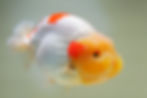 Thumbnail: jumbo high quality yuanbao ranchu- red white