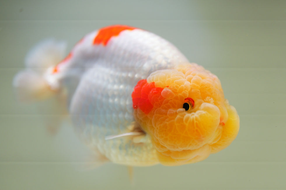 Thumbnail: jumbo high quality yuanbao ranchu- red white