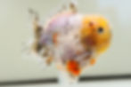 Thumbnail: high quality juvenile shogun F2 Oranda-snow leopard