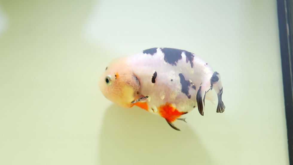 Thumbnail: juvenile milk cow yuanbao ranchu