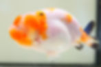 Thumbnail: high quality juvenile yuanbao ranchu-super Wen sakura