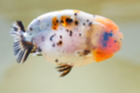 juvenile jumbo line ranchu-super Wen calico