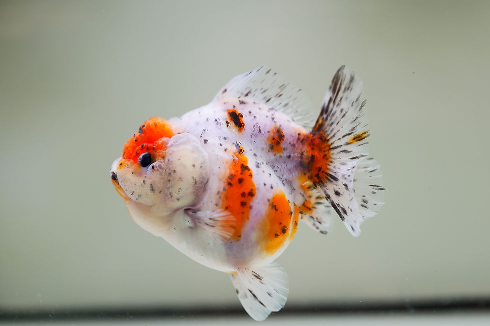 Thumbnail: high quality shogun F2 oranda-calico
