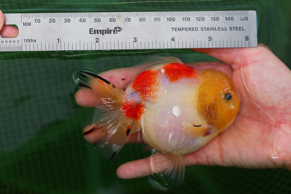 Thumbnail: high quality juvenile shogun F2 oranda -sakura