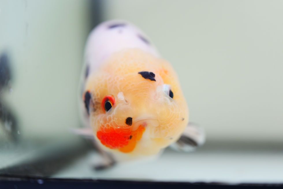 Thumbnail: juvenile milk cow yuanbao ranchu