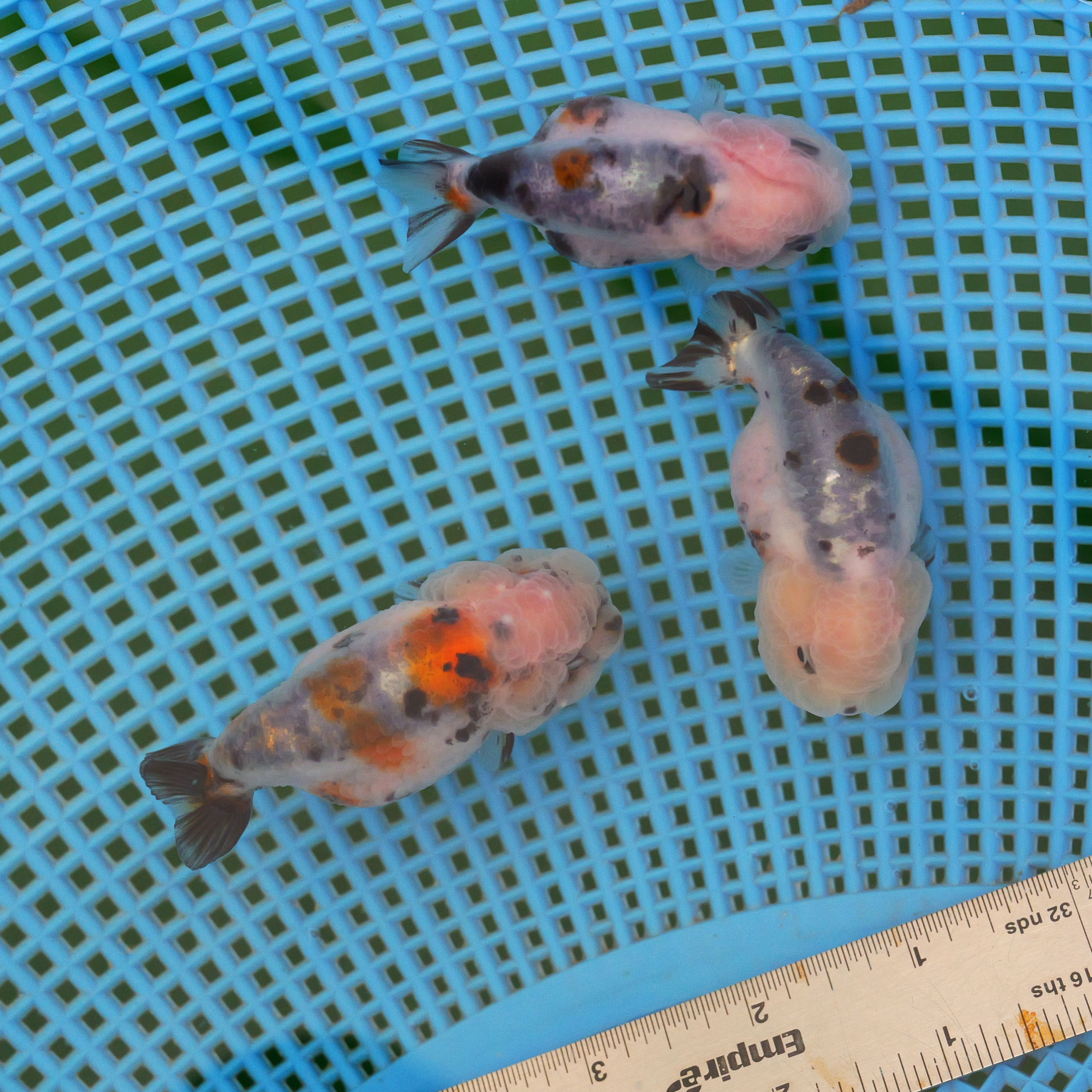 3 pack super Wen juvenile yuanbao Ranchu-wash ink