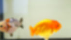 Thumbnail: 2 pack baby yuanbao ranchu