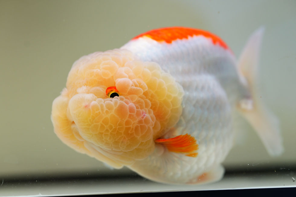 Thumbnail: jumbo high quality yuanbao ranchu-jade face cross back red