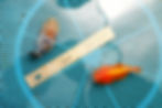 Thumbnail: 2 pack baby yuanbao ranchu
