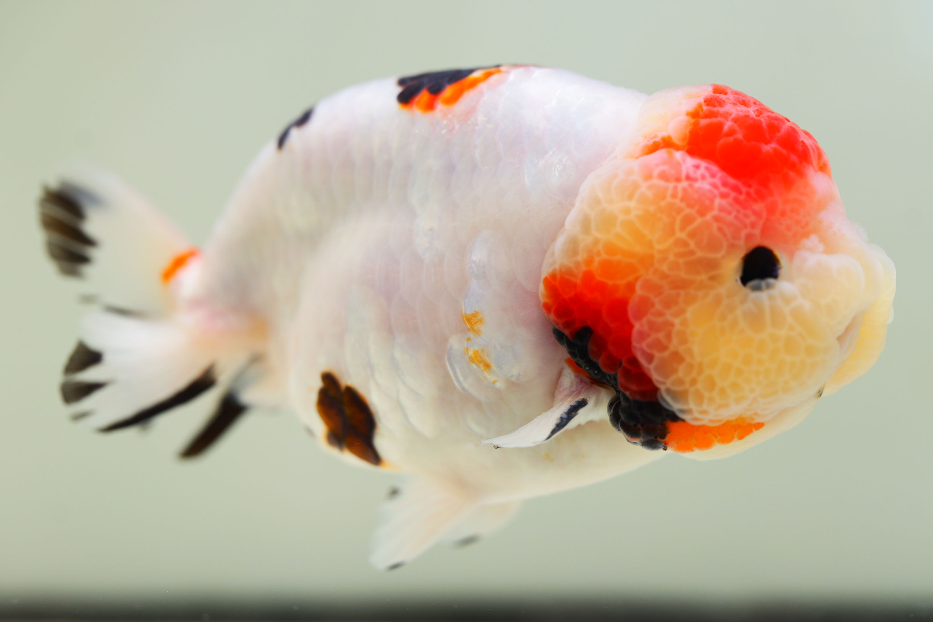 juvenile super Wen milk cow yuanbao ranchu