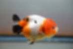 Thumbnail: tricolor