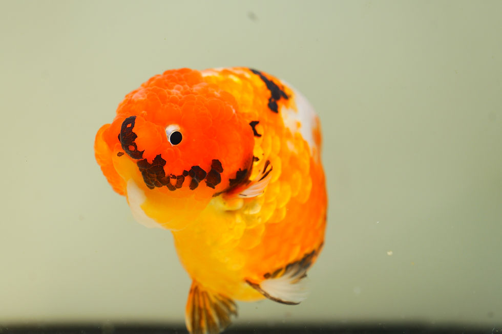 Thumbnail: jumbo high quality baby face yuanbao ranchu-tricolor