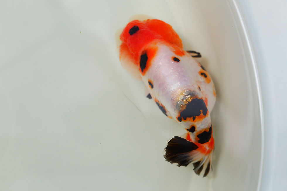 Thumbnail: super Wen juvenile milk cow yuanbao ranchu