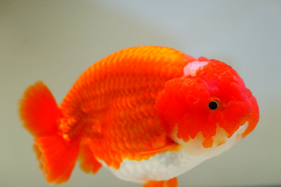 Thumbnail: jumbo high quality yuanbao ranchu