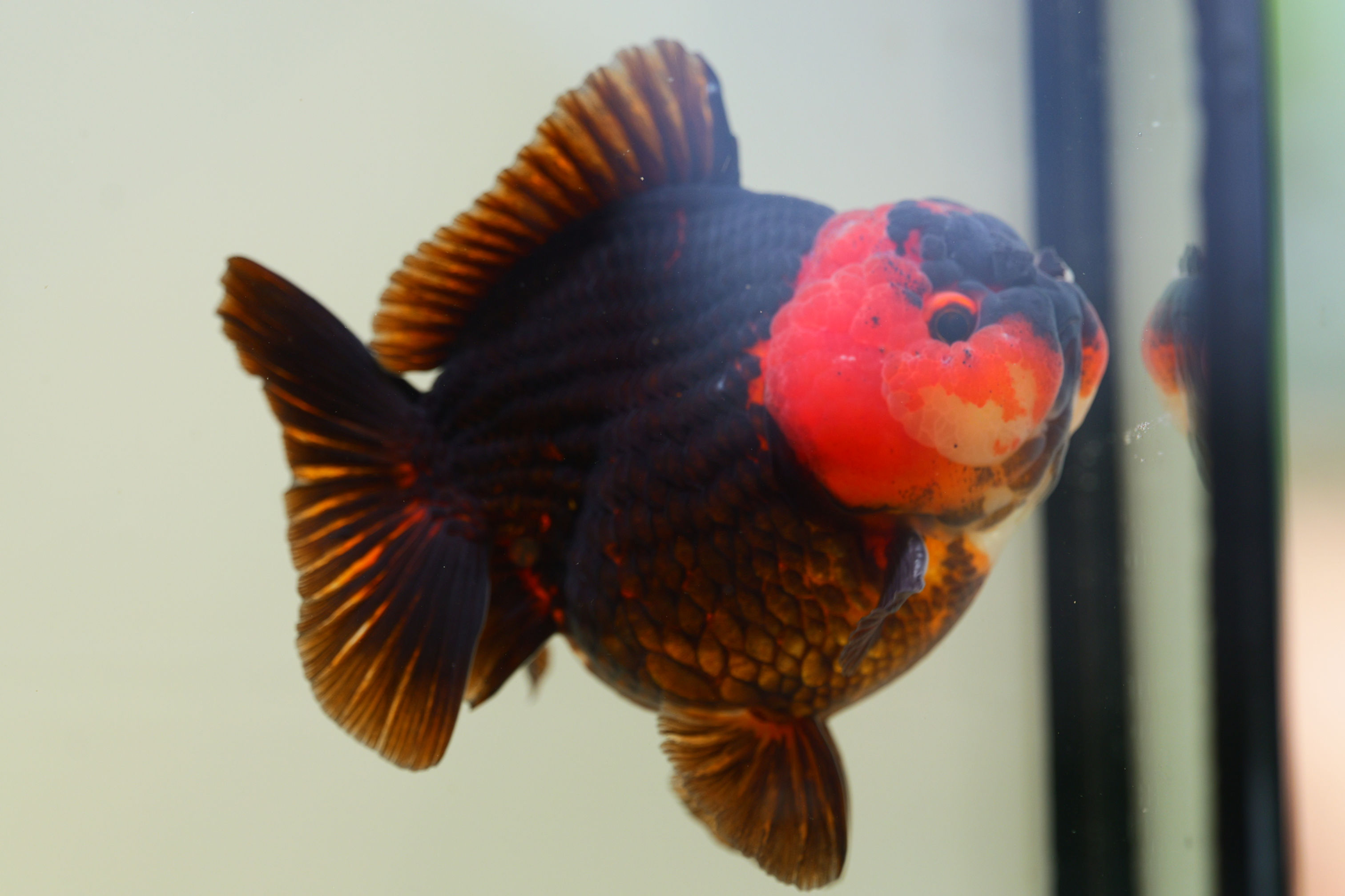 high quality rare color yuanbao oranda
