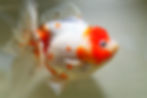 Thumbnail: huge shogun f2 oranda