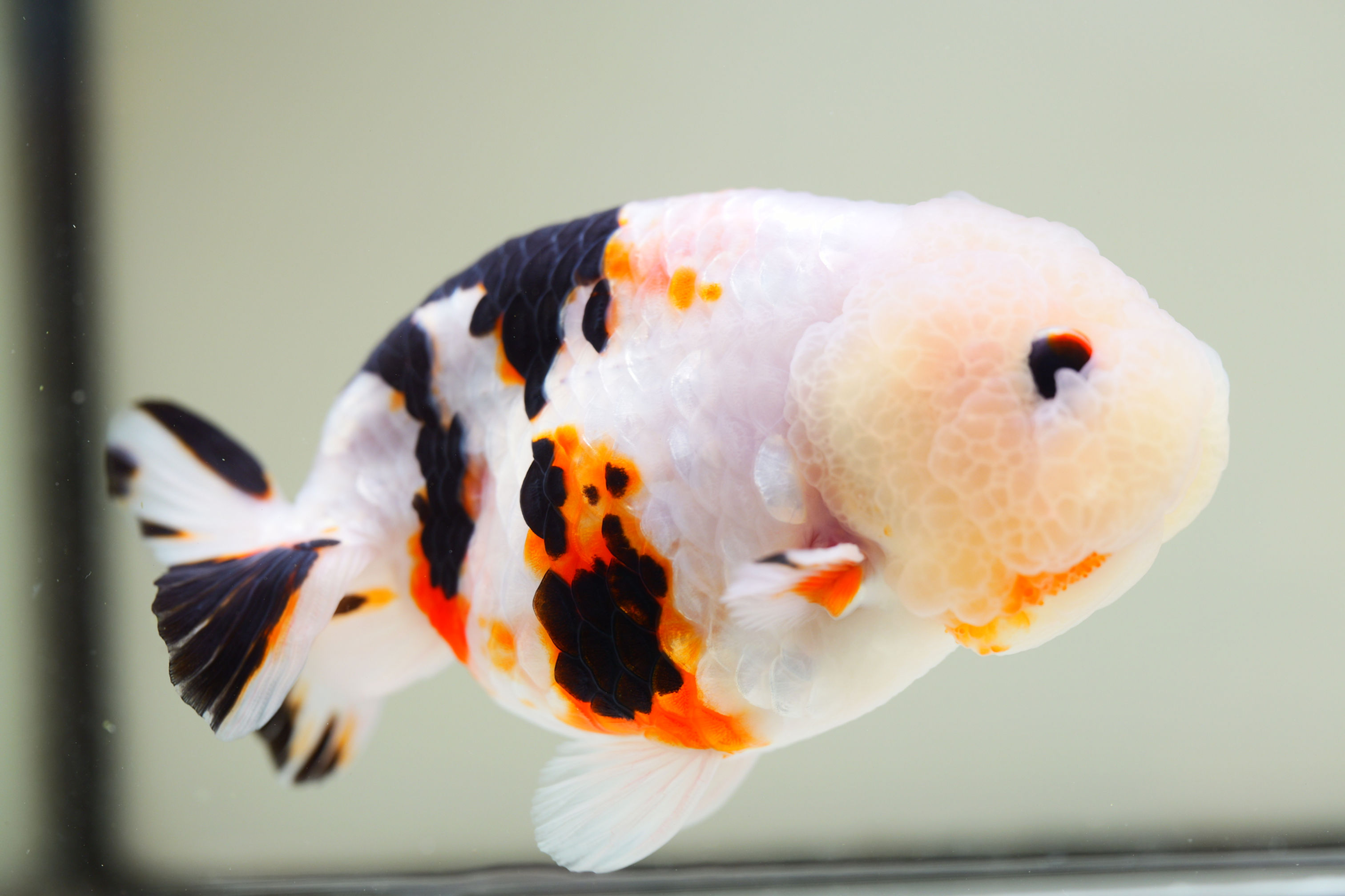 juvenile super Wen milk cow yuanbao ranchu