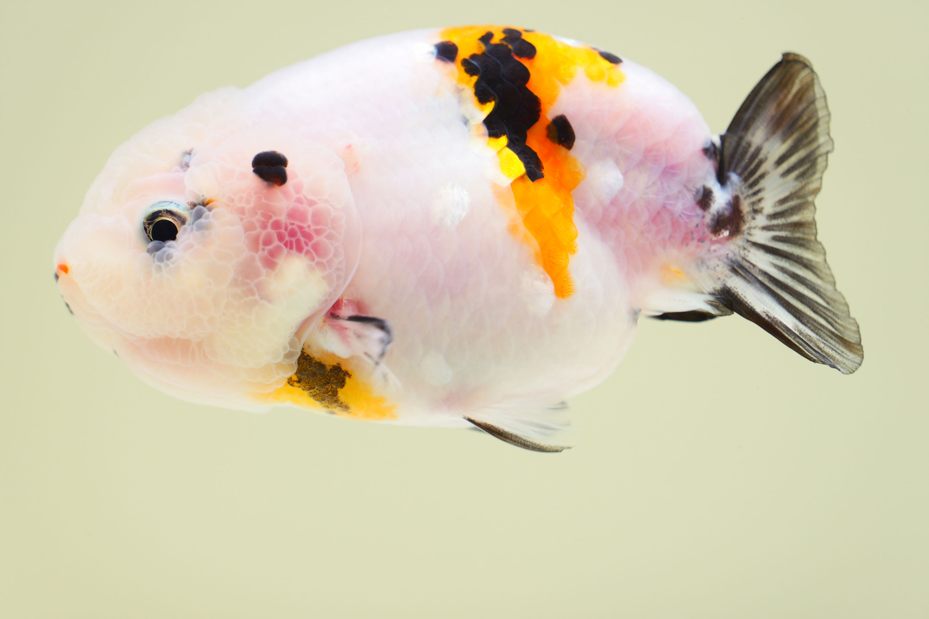 juvenile yuanbao ranchu -tricolor sakura