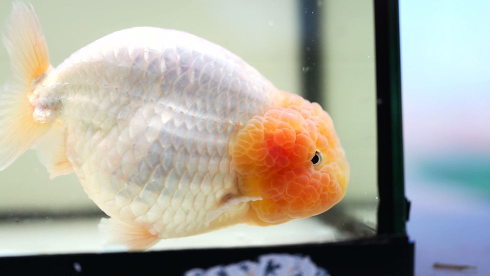 Thumbnail: jumbo high quality yuanbao ranchu-lemonhead