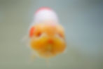 Thumbnail: jumbo high quality yuanbao ranchu- red white