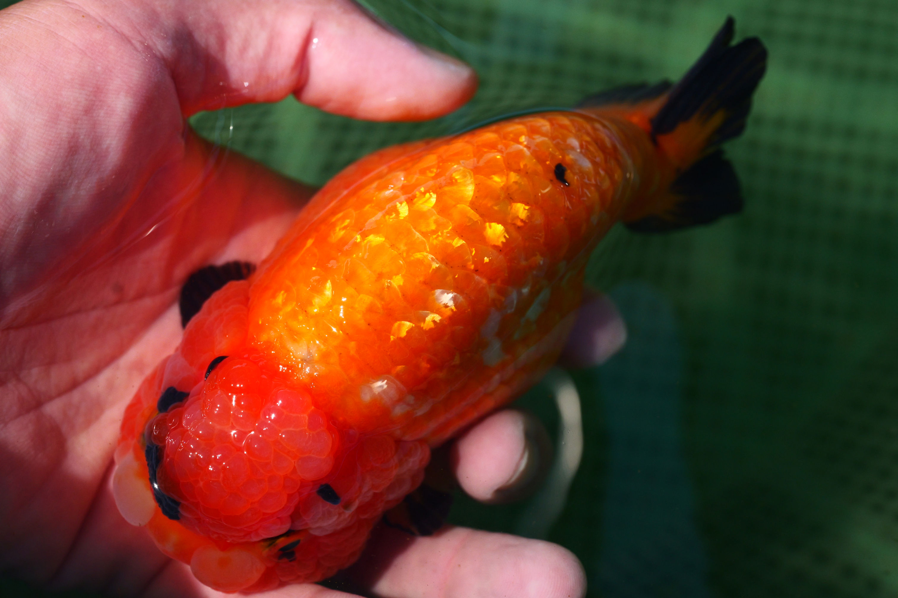 sakura- parent fish , the Wen exquisite and layered