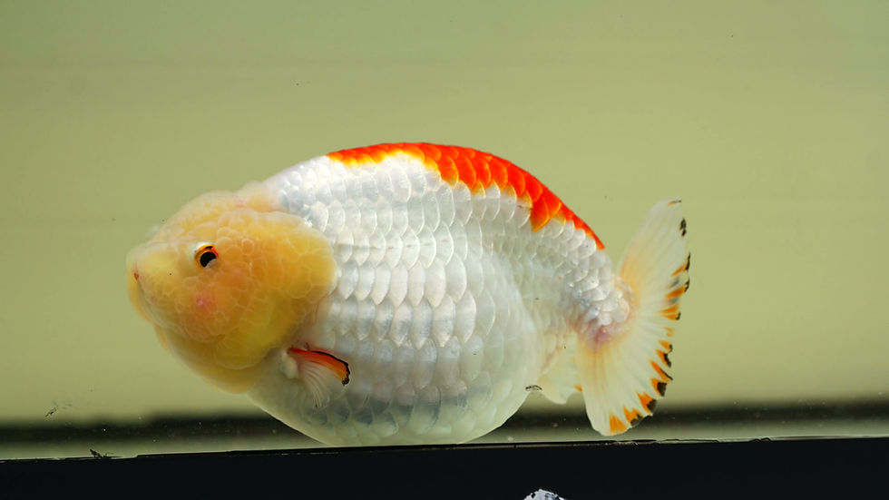 Thumbnail: huge high quality red white yuanbao ranchu