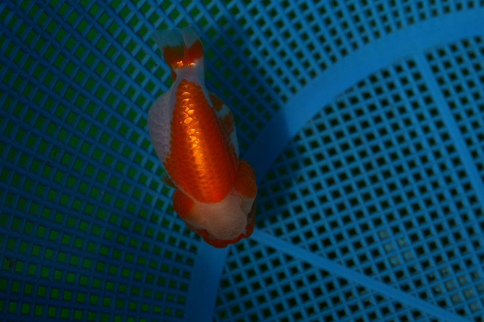 Thumbnail: high quality juvenile yuanbao Ranchu-baby face , jade top