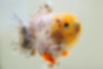 Thumbnail: high quality juvenile shogun F2 Oranda-snow leopard