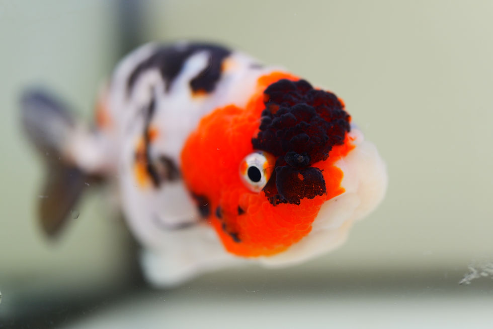 Thumbnail: juvenile milk cow yuanbao ranchu